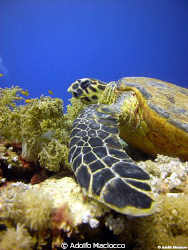 Hawksbill turtle.
Ras moahmed
 by Adolfo Maciocco 